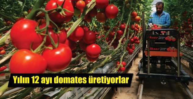 Yozgat’ın Sorgun ilçesinde jeotermal sıcak su kaynaklarından faydalanılarak topraksız tarım