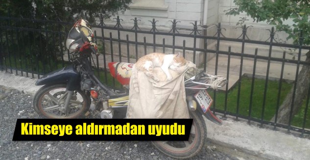 Yozgat’ta park halindeki bir mobiletin üzerine çıkan sokak kedisi kimseye