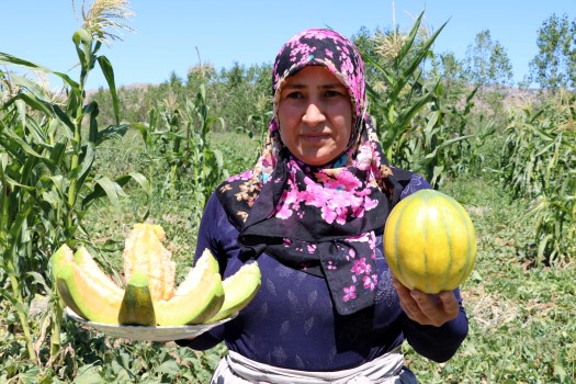 Yozgat’ın Aydıncık ilçesinde yetişen, değişik aroması ve kokusu dolayısıyla yöre