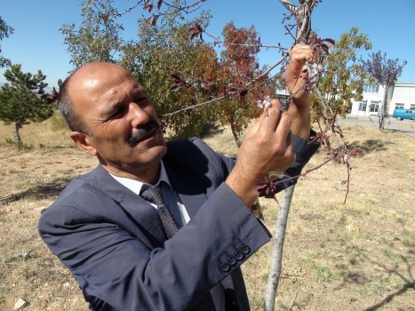 Yozgat’ta mevsimini şaşıran erik ağacının Eylül ayı sonunda çiçek açması