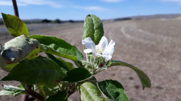 Sonbahar mevsiminin gelmesiyle birlikte ağaç yapraklarını dökmeye başlarken, Yozgat’ın Sorgun