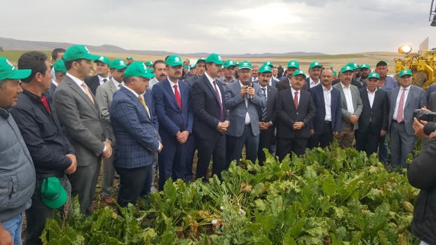 Kayser Şekerin 65. Kampanya döneminin başlamasıyla birlikte pancar tarlalarında söküm