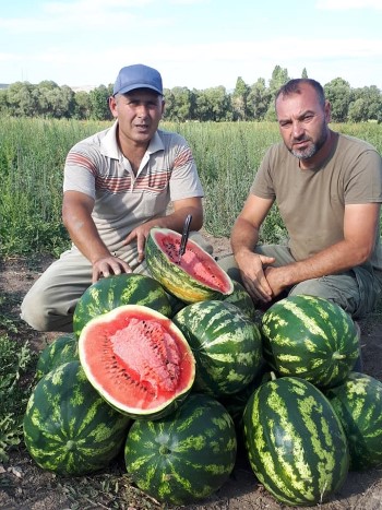 Sarıkaya’nın Emirbey köyünde Zafer Bolat ve Mustafa Soybir 10 dönümlük