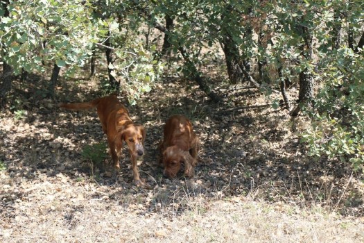 Yozgat'ın Akdağmadeni ilçesinde eğitimli köpeklerle yapılan aramada, birçok noktada trüf