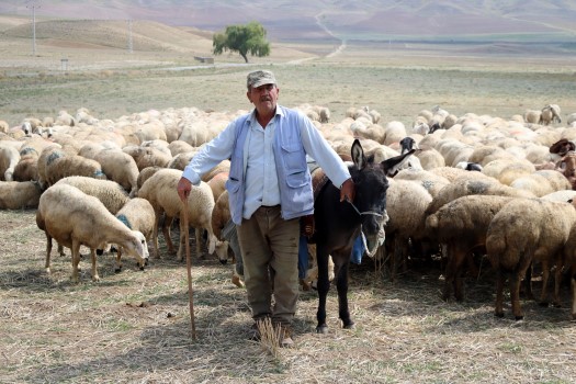 Yozgat'ta nüfusun büyük bölümünün tarım ve hayvancılıkla geçimini sağlarken, 4
