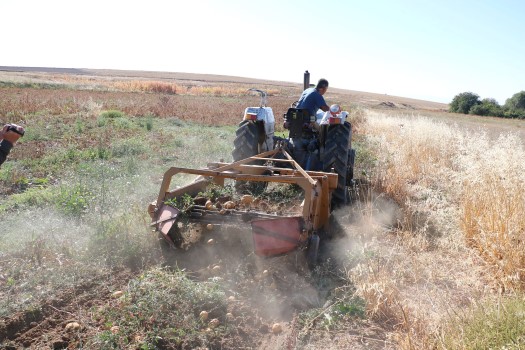 Patates tohumunda dışa bağımlılığı sona erdirmek amacıyla Tarım ve Orman