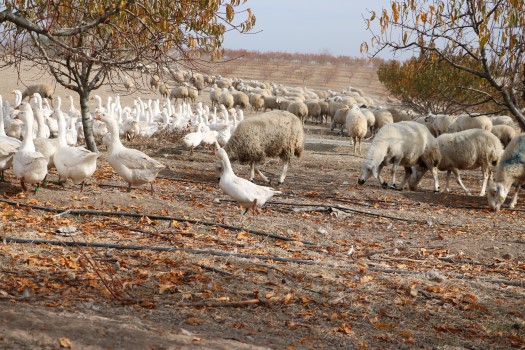 Kadışehri’ne bağlı Kabalı köyünde oluşturulan Türkiye'nin en büyük meyve bahçesinde,