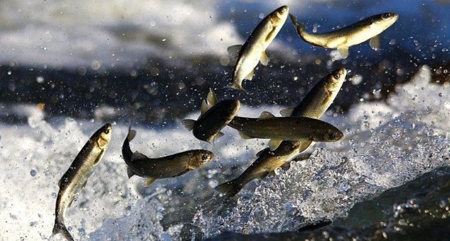 Denizlerde, doğal göl, baraj ve akarsularda yaşayan başta balıklar olmak