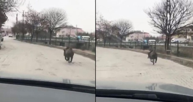 Yozgat’ın Sorgun ilçesinde aç kalan domuz güpegündüz ilçe merkezine indi.