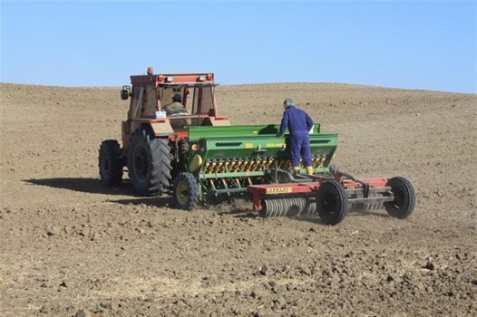Buğday ve çavdar melezlenerek elde edilen Tritikale bitkisini tanıtmak ve
