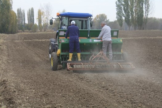 Yozgat İl Tarım ve Orman Müdürlüğü, il genelinde yerli buğday