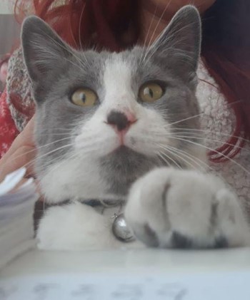 Yozgat’ın Yerköy İlçesinde evde beslediği kedisini kaybeden Neslihan Yılmaz “Şanslı”