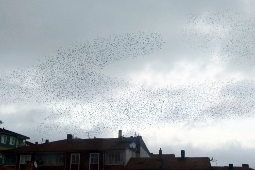 Yozgat’ta Her akşam yüzlerce sığırcık kuşu, gökyüzünde şekiller çizerek adeta