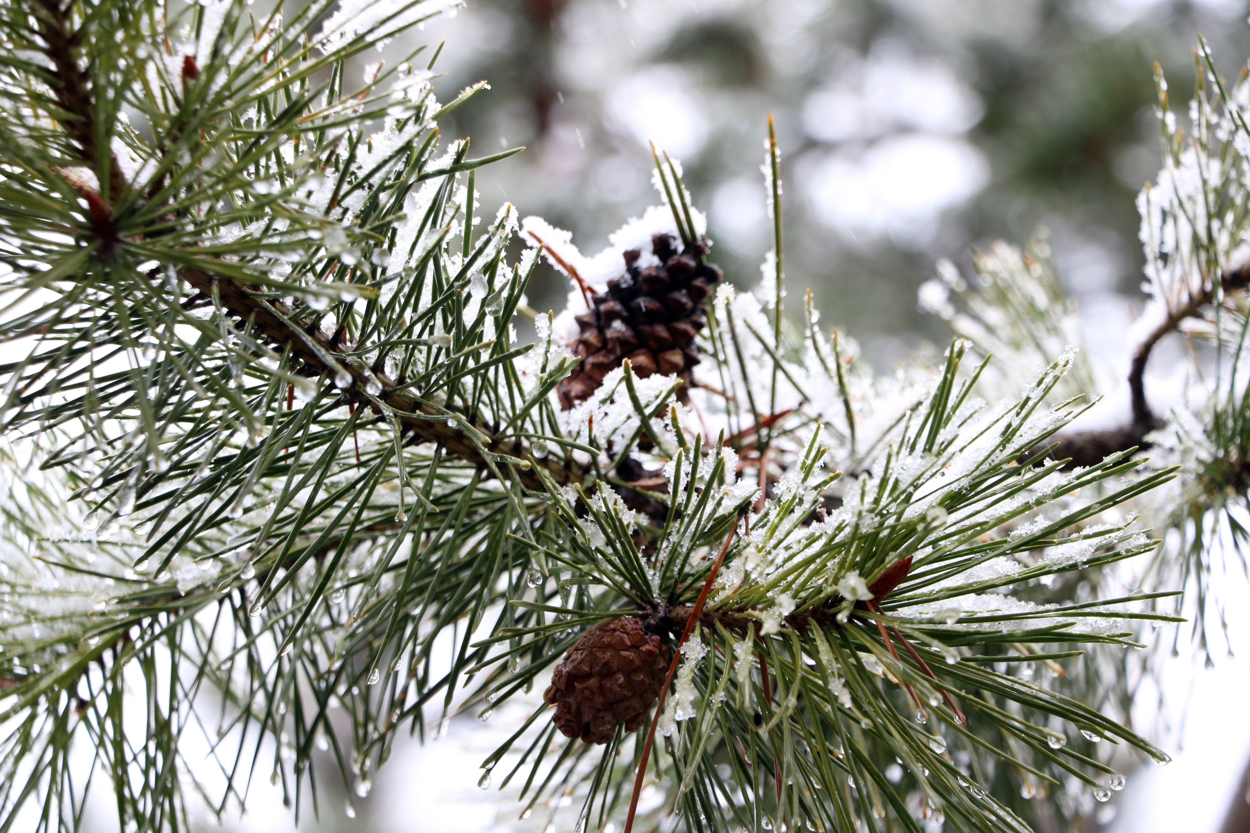  Yozgat’ta yağan kar kenti beyaza bürürken, çiçek açan ağaçlar kar