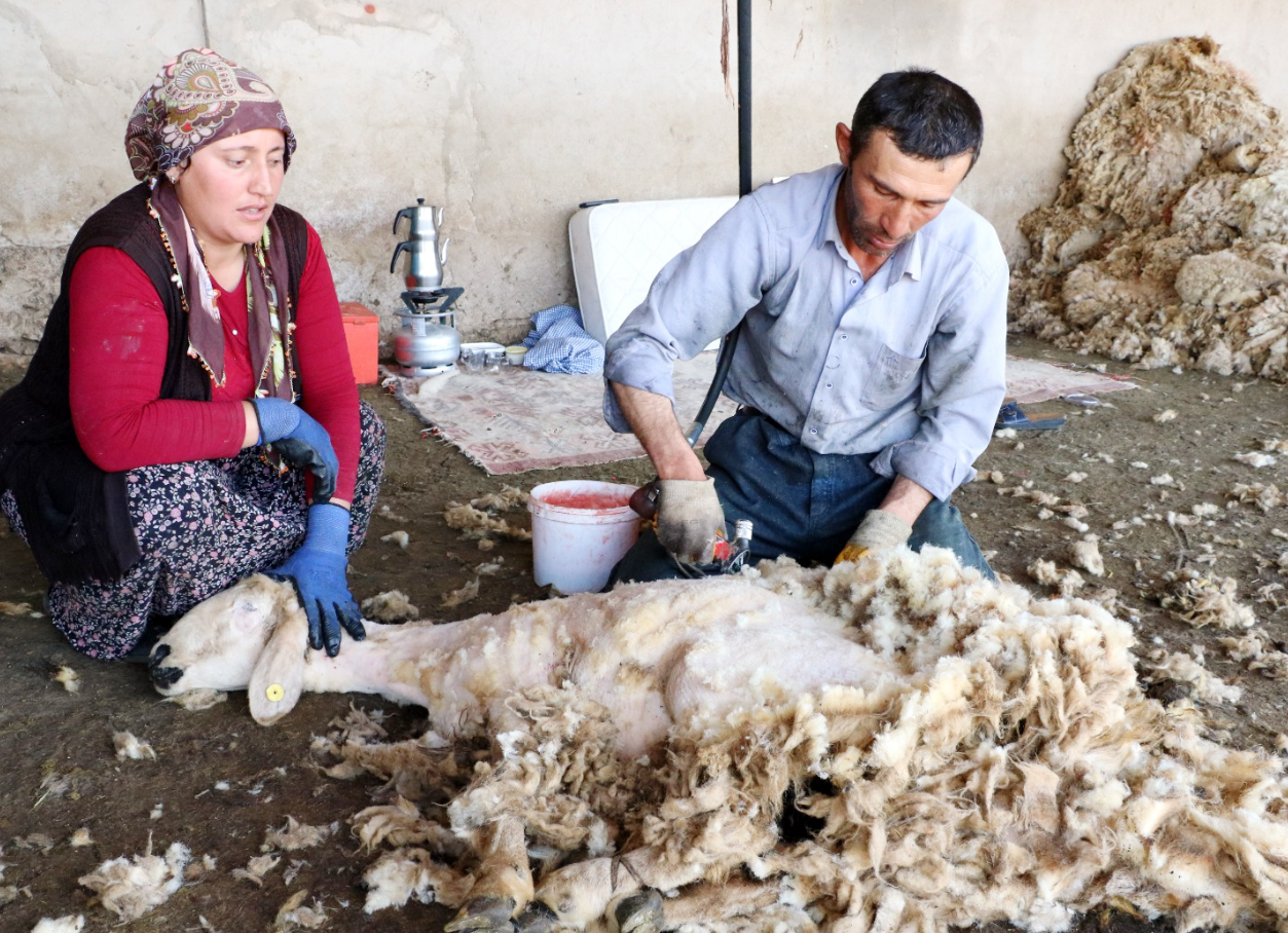 Küçükbaş hayvan sahipleri, sıcaklıkların artmaya başlamasıyla koyunların serinlemesi ve besicilikten