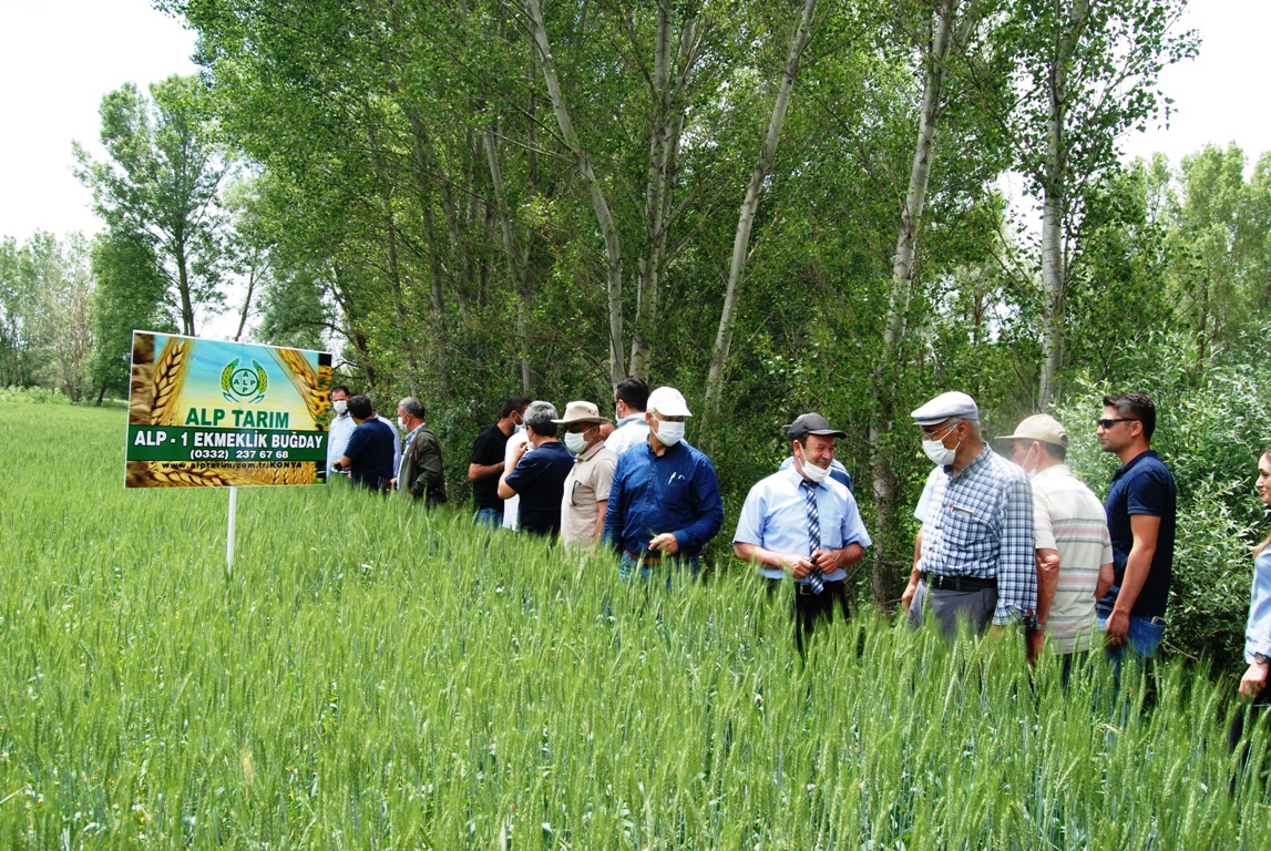 Konya'da ve Ülke genelinde tohumculuk konusunda uzman firma olan ALP