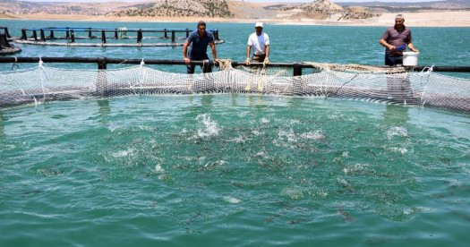 Çekerek Barajında kurulan tesislerde yılda bin ton alabalık üretimi gerçekleştiriliyor.