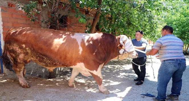 Yozgat'ın Çekerek ilçesinde dev cüssesiyle görenleri hayrete düşüren ‘simental' cinsi