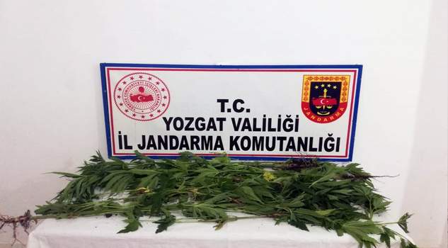 Yozgat İl Jandarma Komutanlığı ekipleri, Sorgun İlçesinde evinin bahçesinde kenevir yetiştiren bir kişiyi suçüstü