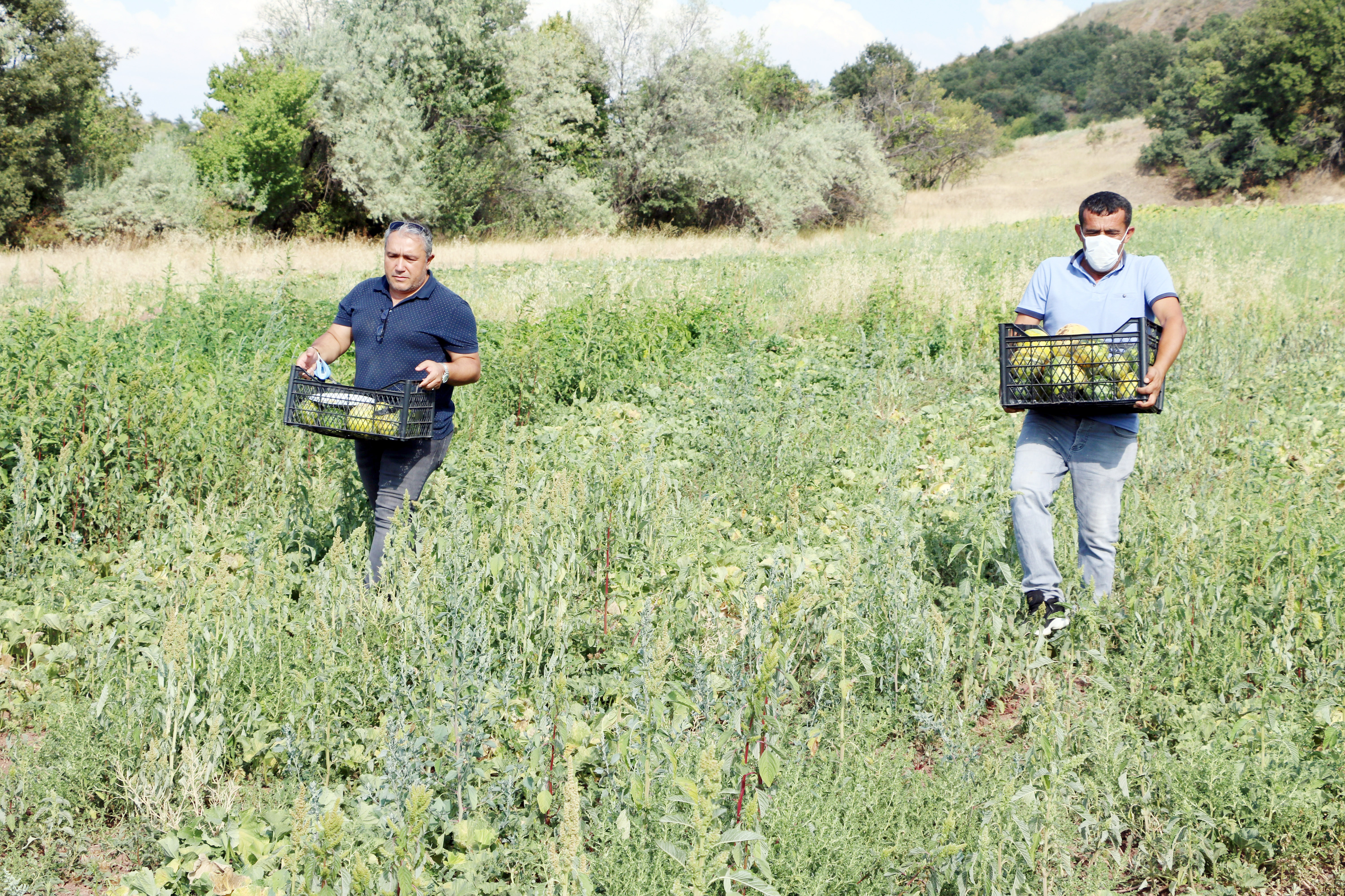 Aydıncık ilçesinde yetişen, değişik aroması ve kokusu dolayısıyla yöre haklı