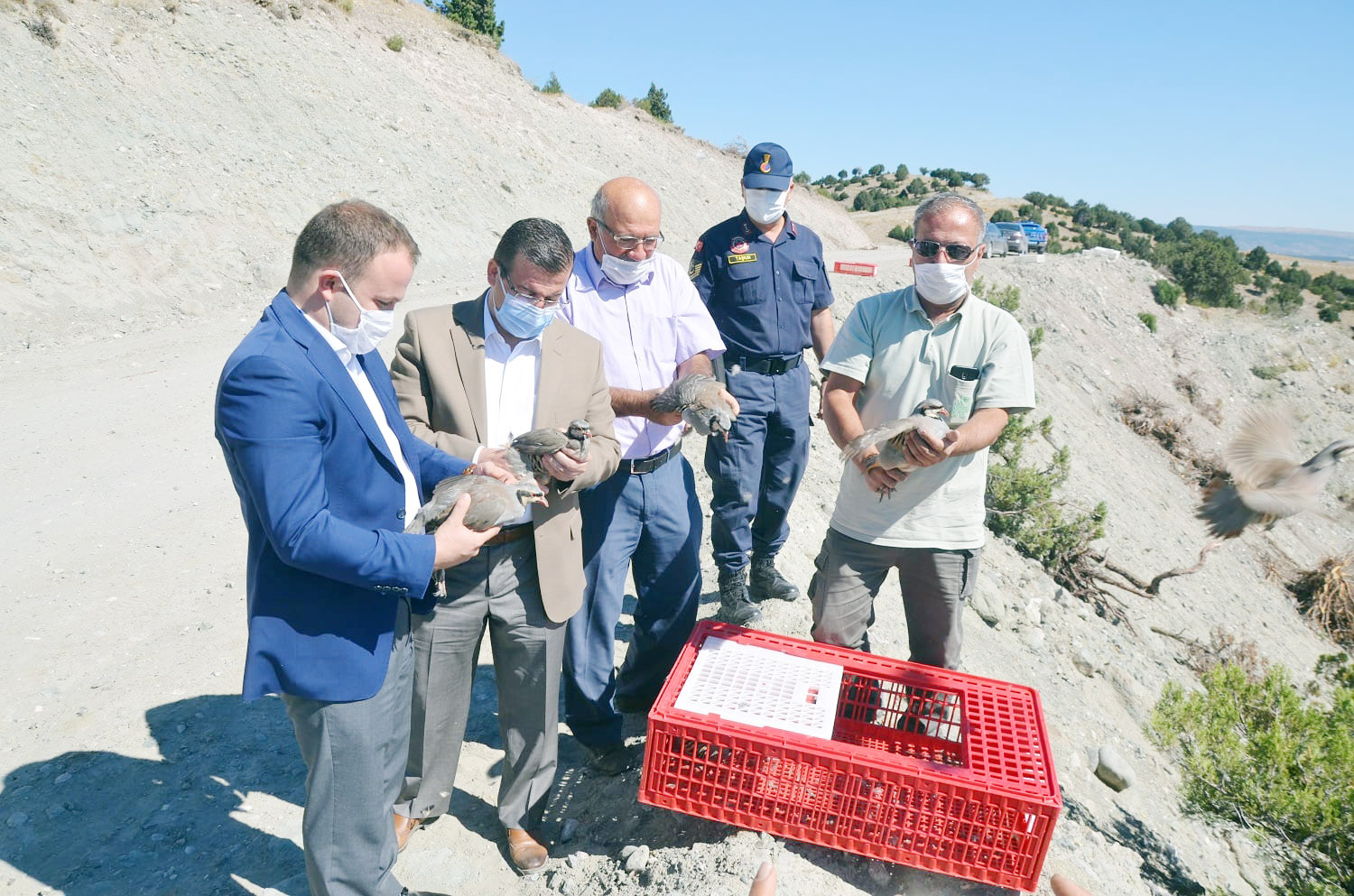 Çekerek’te keklik popülasyonunun artırılması amacıyla 500 adet kınalı keklik doğaya