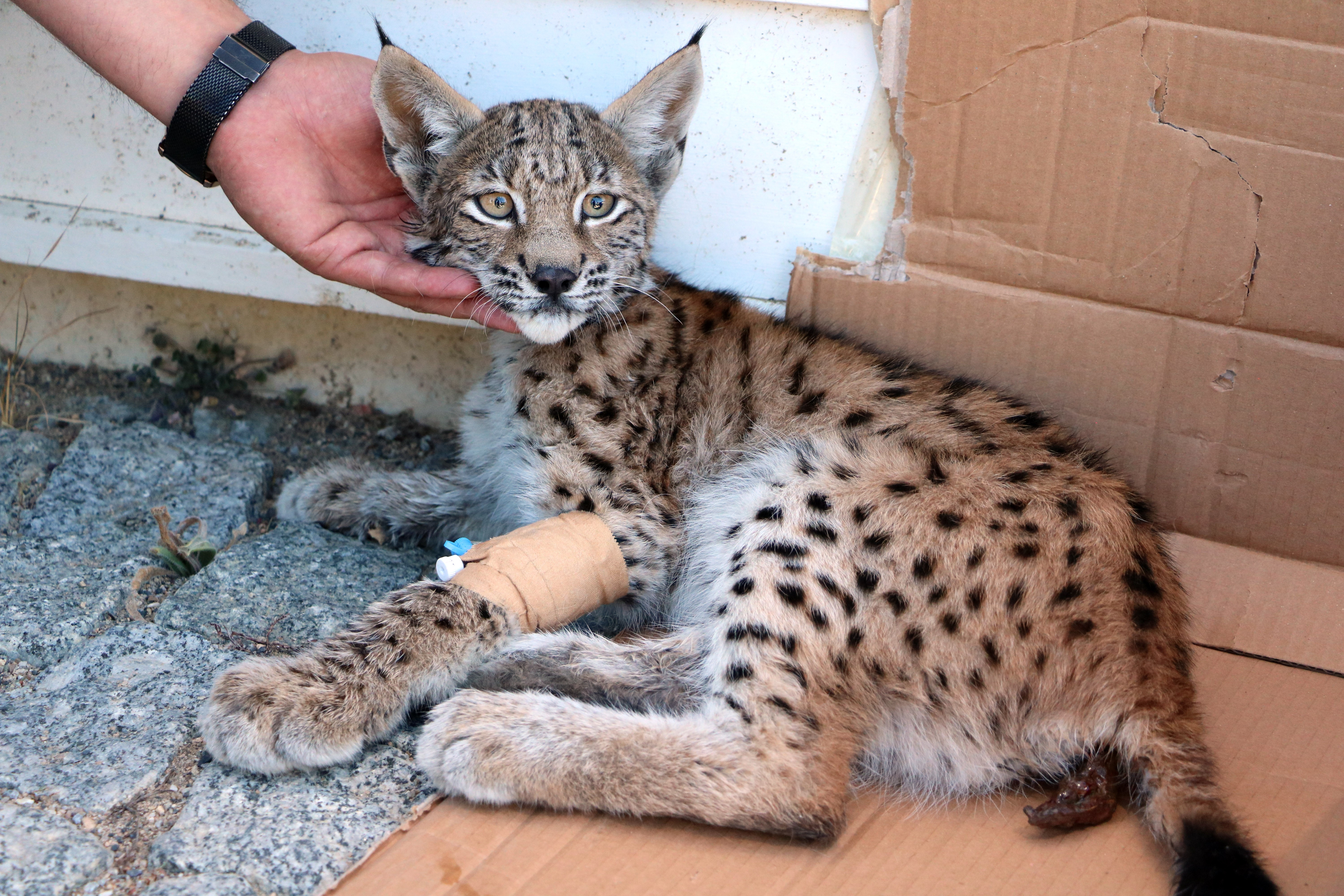 Çayıralan ilçesinde ormanlık alanda bulunan yaralı yavru vaşak, Doğa Koruma