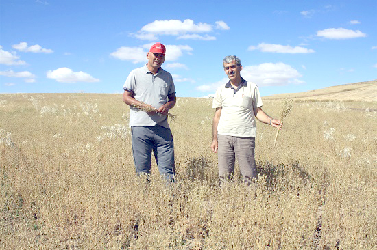 Yozgat İl Tarım ve Orman müdürlüğü tarafından Şefaatli ilçesinde çörekotu