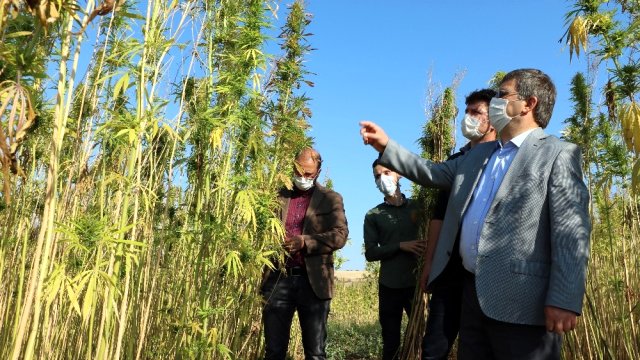 Cumhurbaşkanı Recep Tayyip Erdoğan'ın kenevir üretimine yönelik telkinleriyle harekete geçen