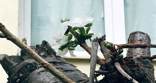 Yozgat’ın Akdağmadeni ilçesinde kiraz ağacı eylül ayında çiçek açtı. Ağacın