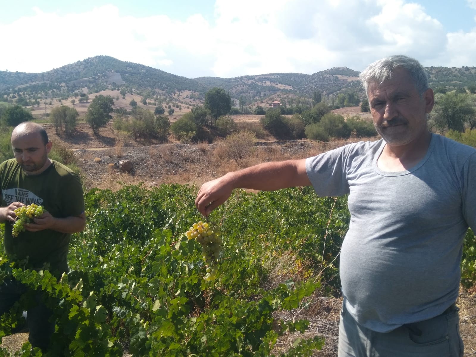 Türkiye’nin önemli tarım bölgelerinden olan Yozgat’ta bağ bozumunun başlamasıyla köylerde