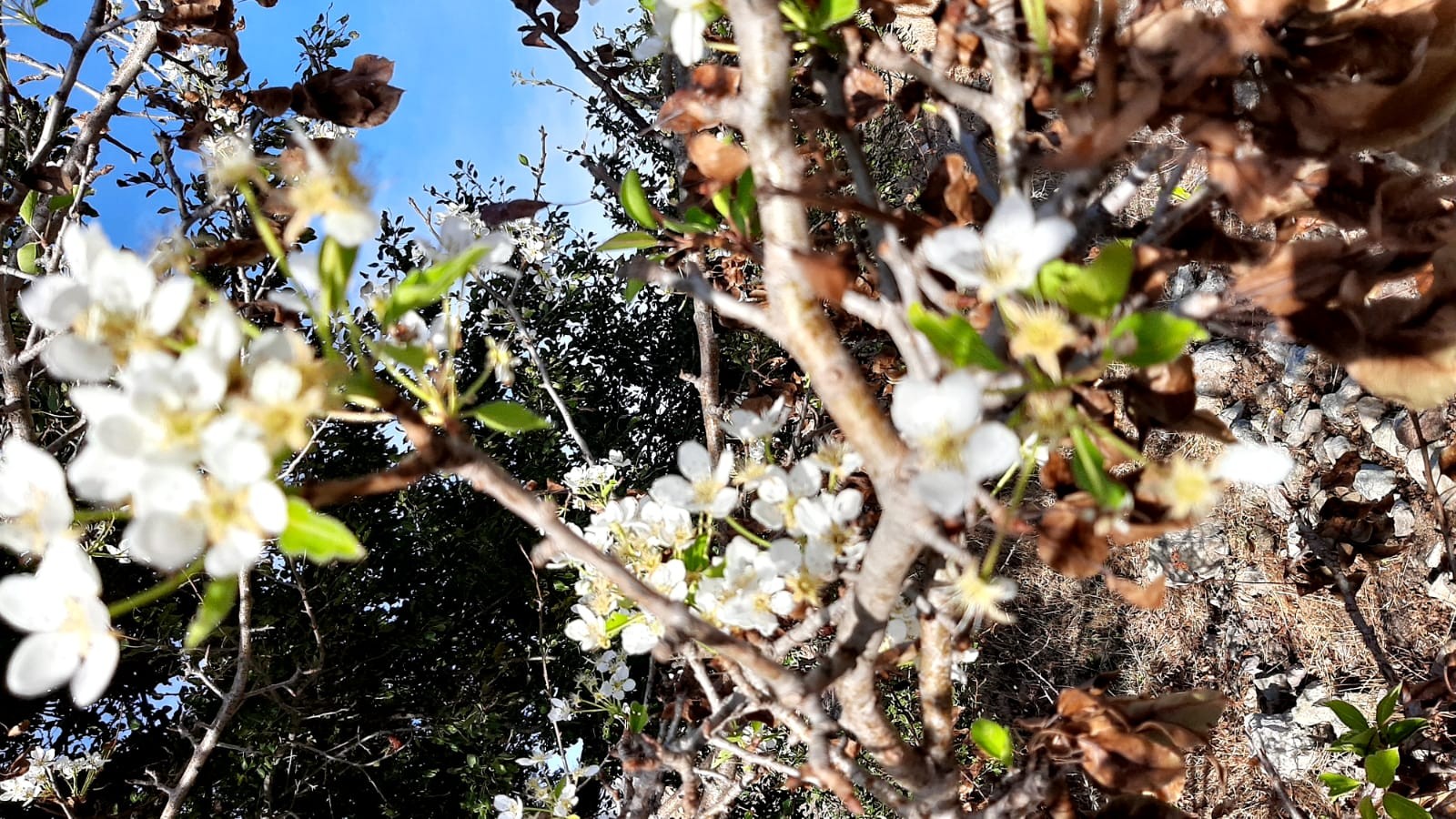 Sorgun ilçesinde, armut ağacının mevsim normallerinin dışında çiçek açması görenleri