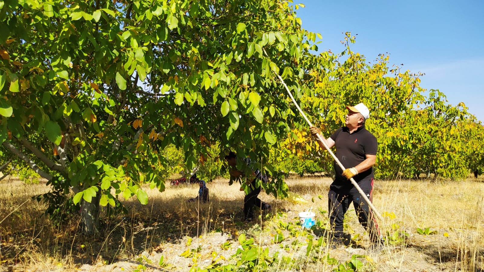 Yozgat’ın merkeze bağlı Kuşçu köyünde ceviz hasadı başladı. Geçen yıla