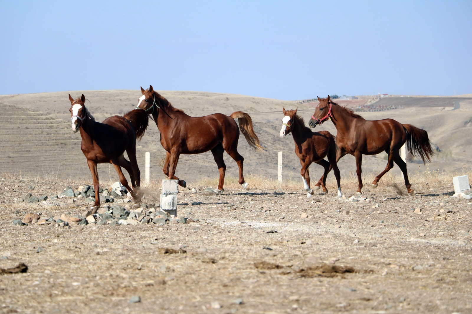 Bozkırın ortasında coğrafi konumu ve iklim şartlarına rağmen haralarda yetiştirilen