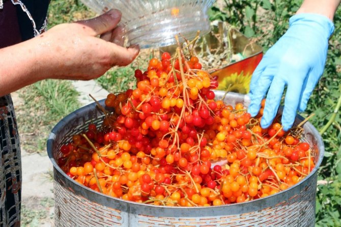 Yozgat’ta dere kenarları gibi sulak alanlarda kendiliğinden yetişen gilaburu meyvesi,