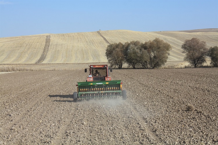 Yozgat’ta yerli ve milli ekmeklik buğday tohumluklarının ekimi gerçekleştirildi. Çiftçilere