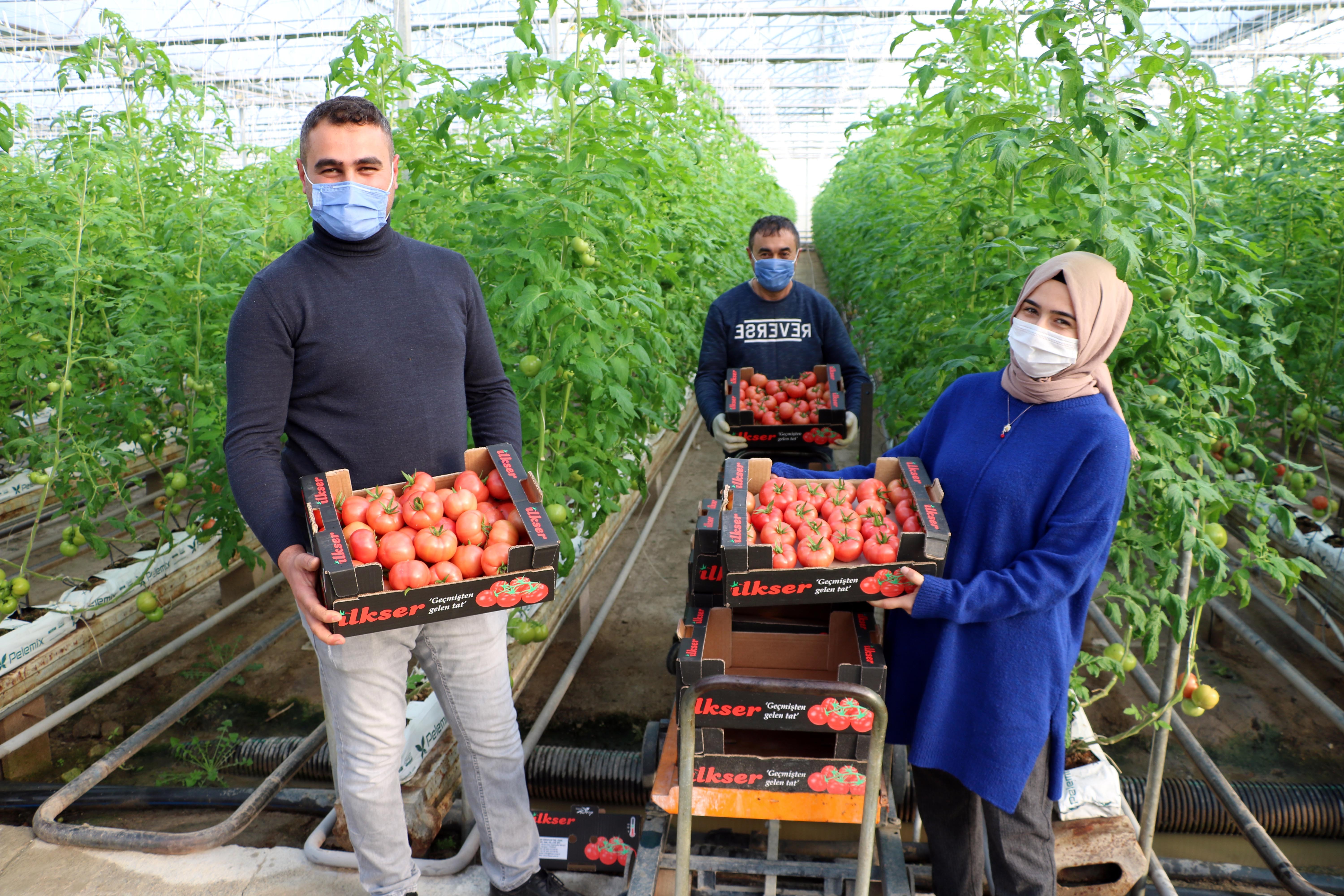 Sorgun ilçesinde kurulan bir serada jeotermal enerji kaynaklarından faydalanılarak yılın