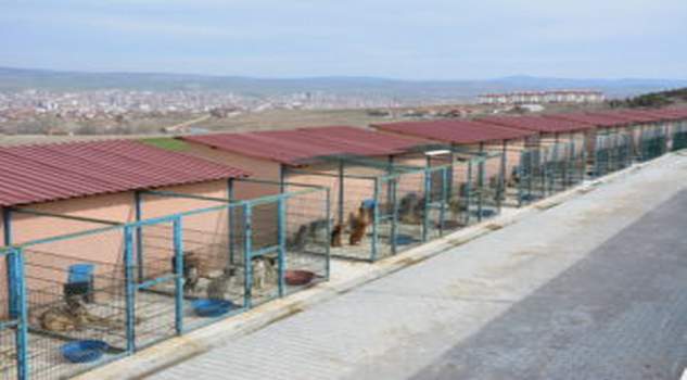 Sorgun Belediye Başkanı M. Erkut Ekinci, sokak hayvanlarına yönelik çalışmaların