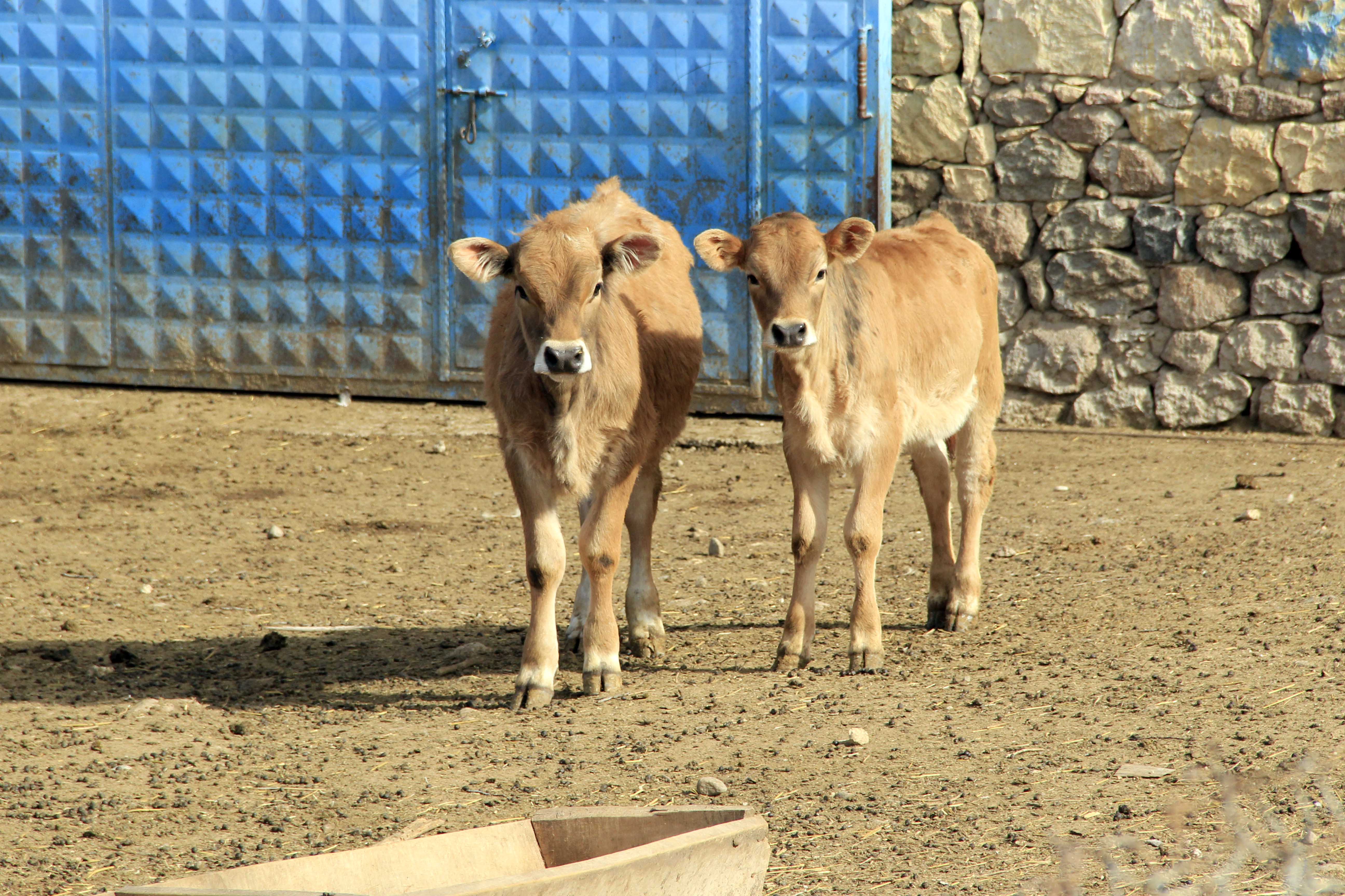 KOP İdaresi Başkanlığı “Buzağı Kayıplarının Önlenmesinde Buzağı Sağlığı ve Yetiştiriciliği”