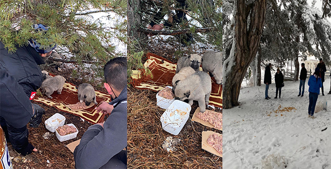 Hayvanlar İçin Yaşam ve Adalet Derneği, soğuk havalarda aç kalan