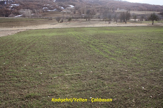 Yozgat Tarım ve Orman Müdürü Tanju Özkaya, il genelinde yerel