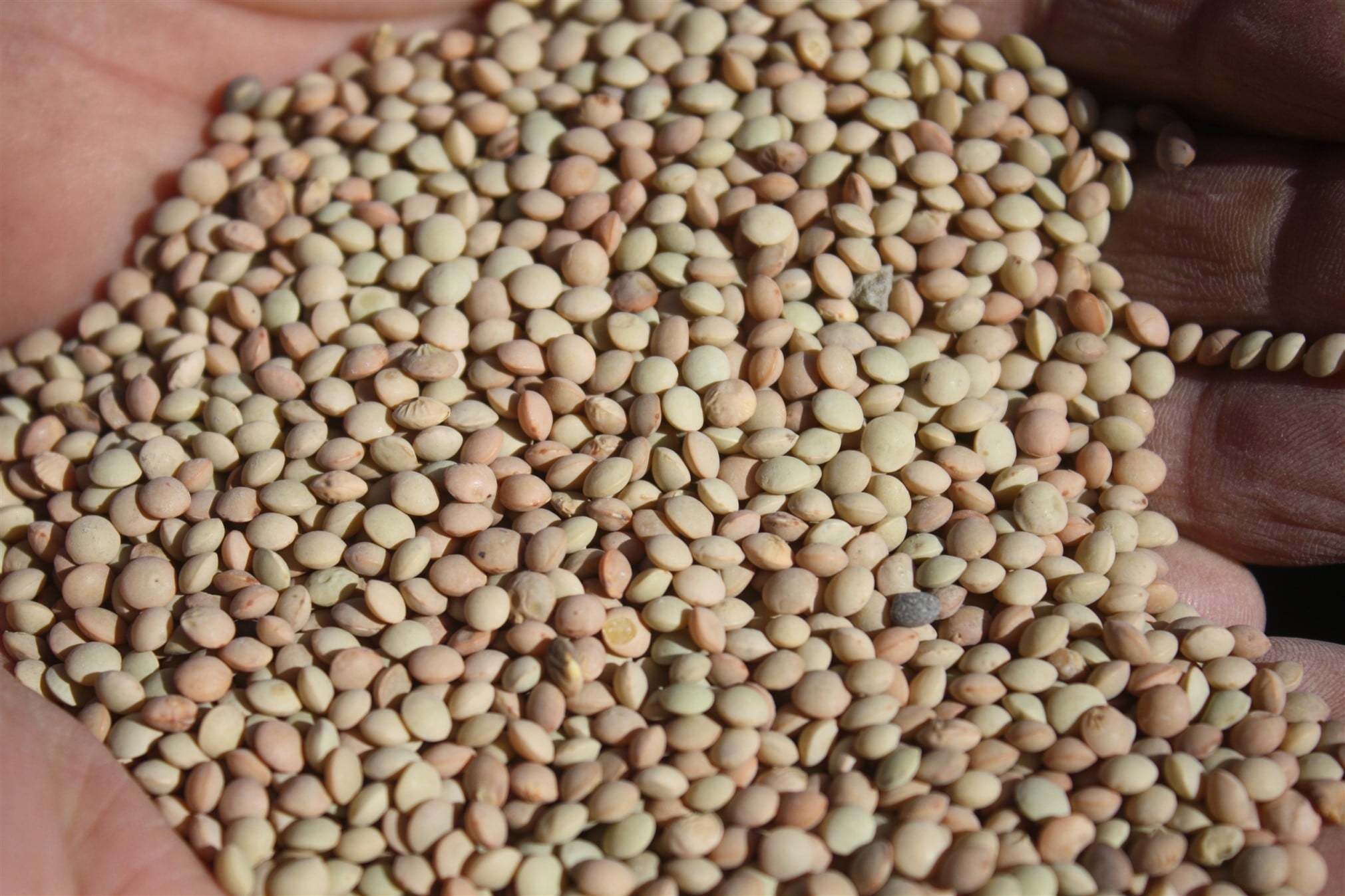 Yozgat İl Tarım ve Orman Müdürü Tanju Özkaya, Yozgat'ın yeşil