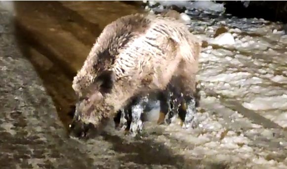 Yozgat’ta ve tipi nedeniyle aç kalan domuzlar Yozgat Çamlık Milli