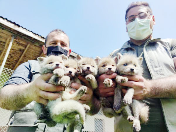 Yozgat’ta otomobil çarpması sonucu anneleri ölen 5 yavru tilki Düzce’de