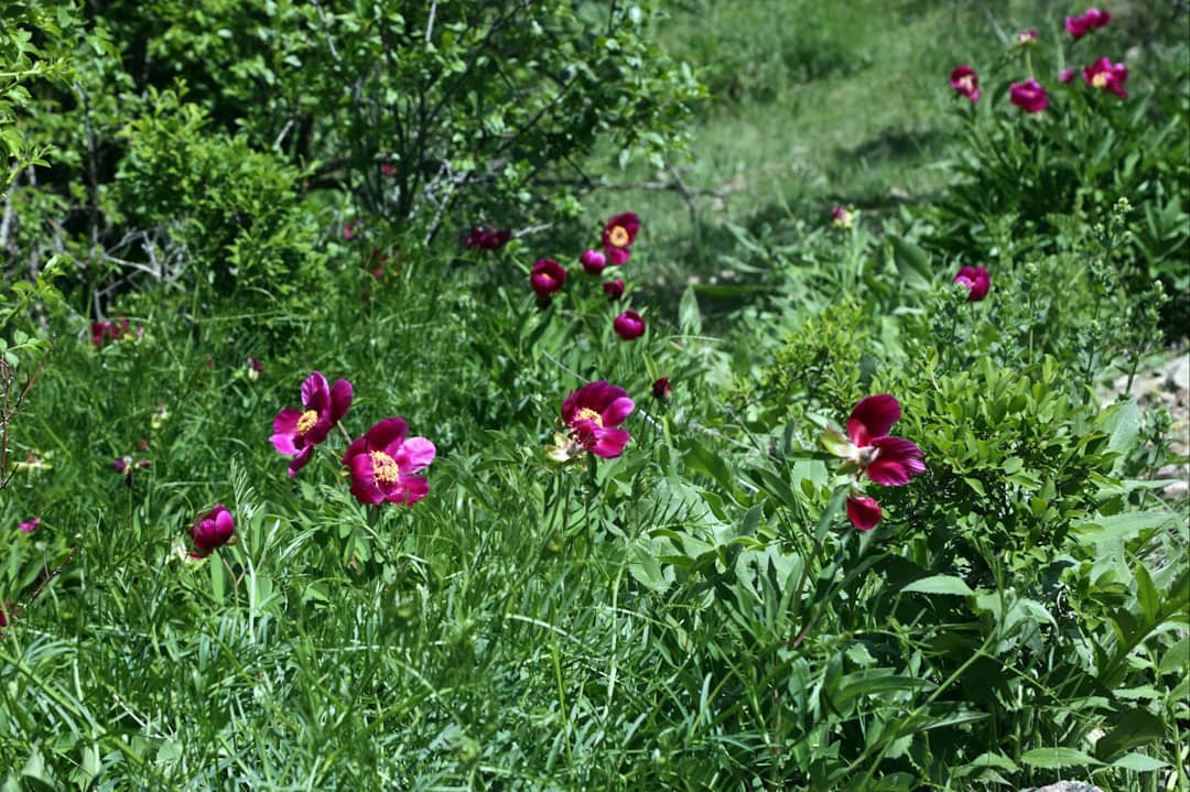Yozgat’ın kuzeyinde ‘Deve üzerinde geline benzeyen’ kayaların eteklerinde Cehrilik bölgesinde,