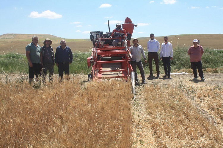 Ankara Tarla Bitkileri Merkez Araştırma Enstitüsünün Yerli ve Milli çeşit