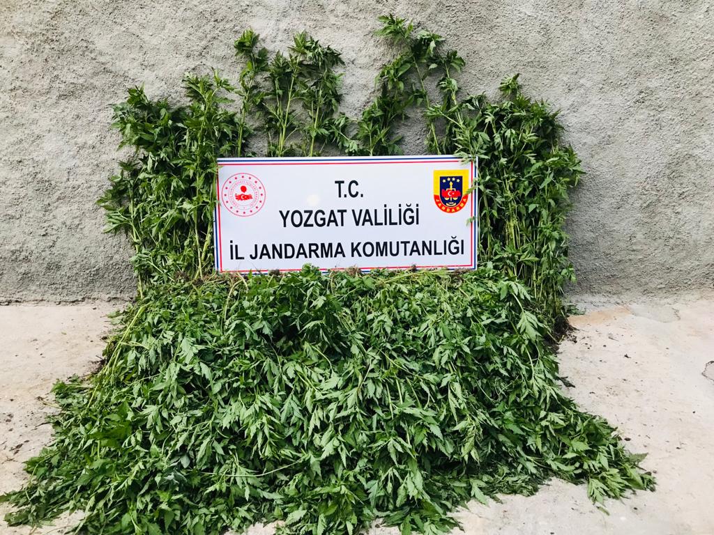 Yozgat İl Jandarma Komutanlığına bağlı ekipleri tarafından Şefaatli ilçesi Kızılkoca