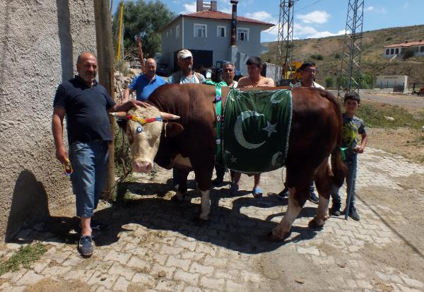 Kurban Bayramına sayılı günler kala besiciler bin bir zahmetle besledikleri