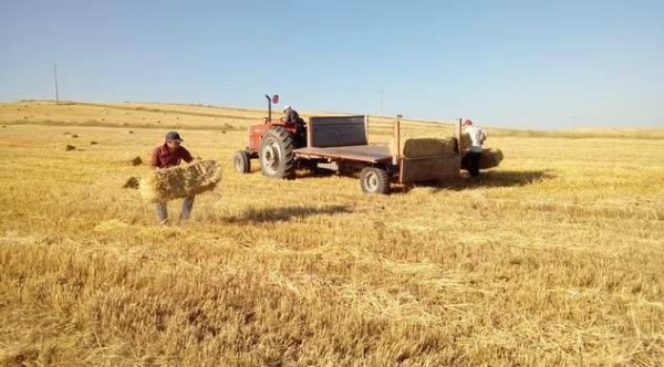 Kuraklık saman fiyatlarını da artırdı