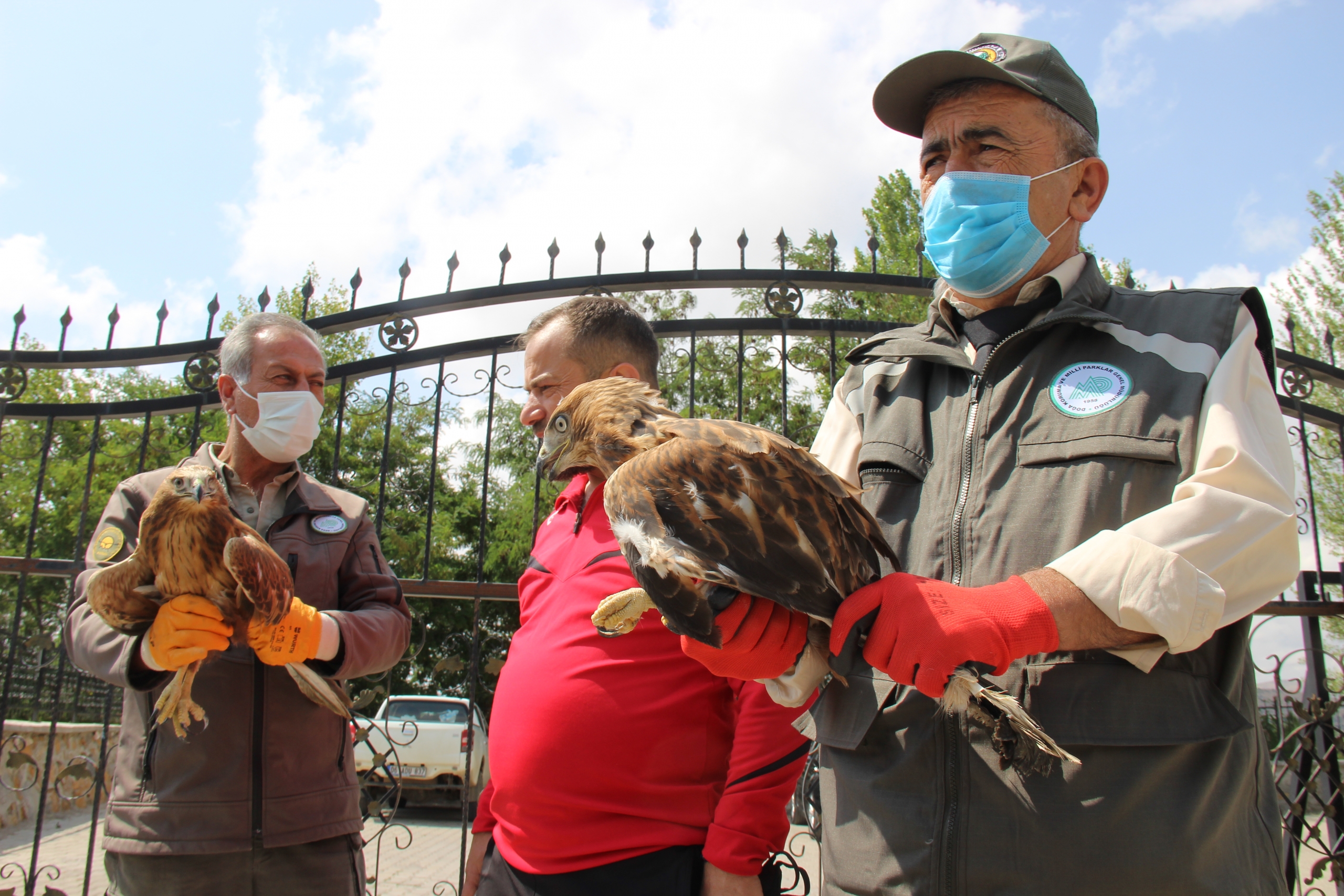 Yozgat'ta 2 ay önce yaralı halde bulunan 2 kızıl şahin