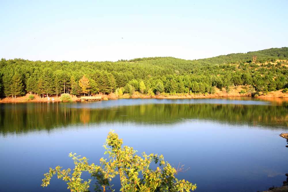 Türkiye’de farklı bölgelerde çıkan ormanlık alanlardaki yangınlar üzerine harekete geçen
